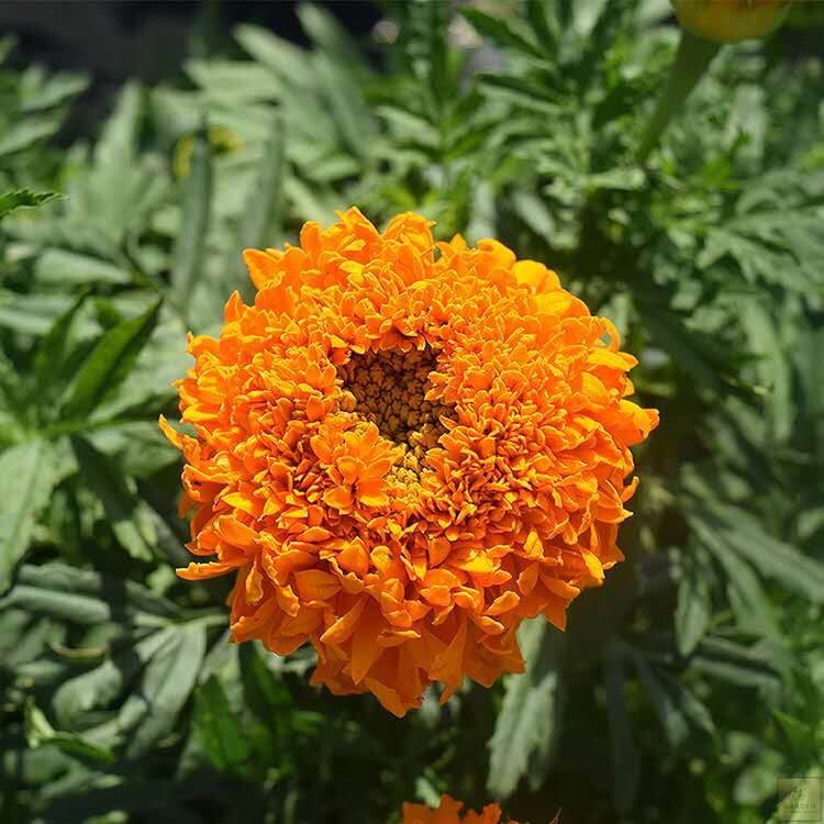 Premium Dwarf Orange African Marigold Seeds for Sale - Create a Lively Landscape