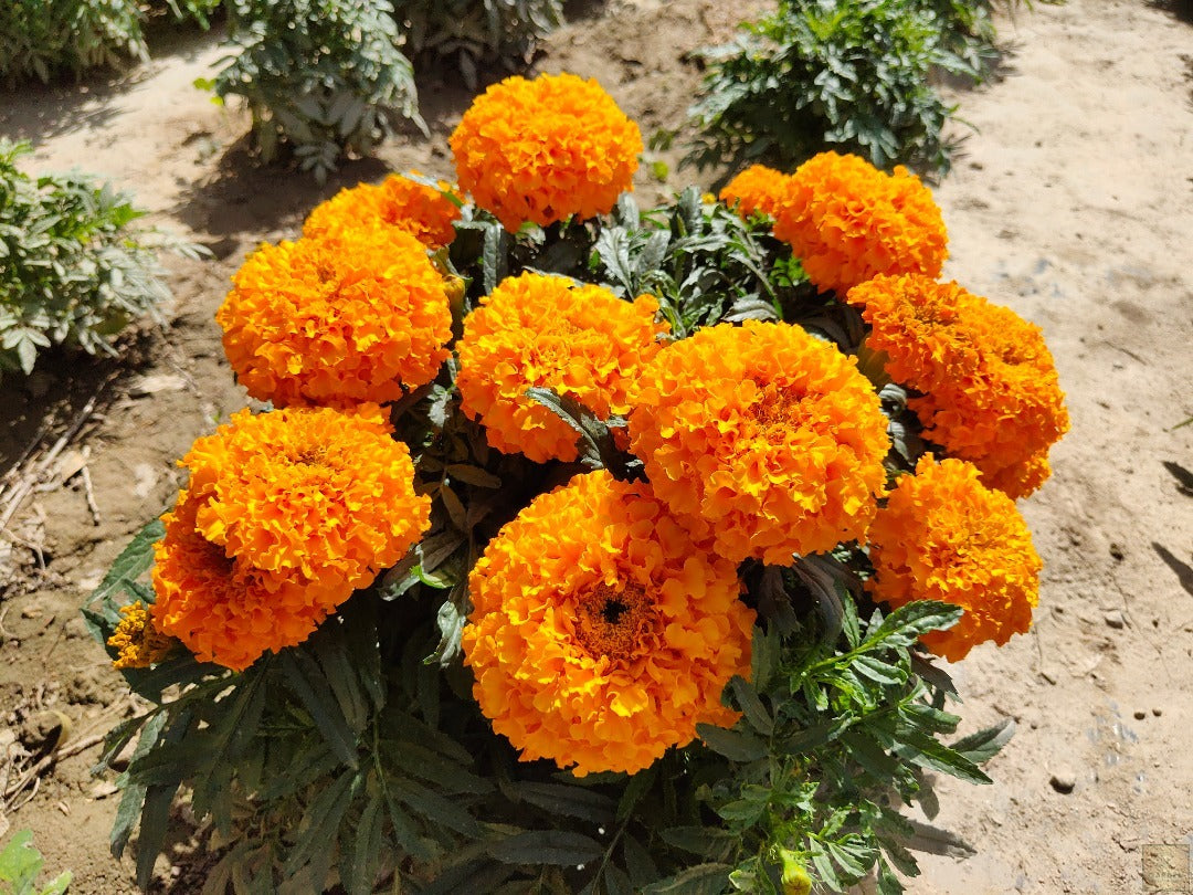 Plant Seeds Shop | Buy Orange African Flower Marigold Tall Seeds 
