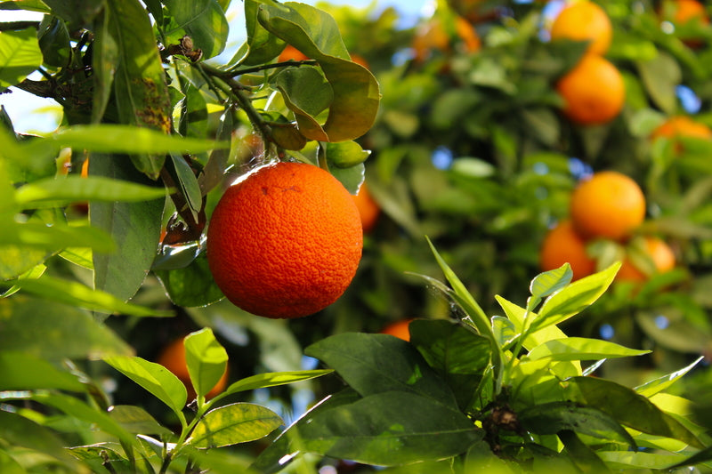 Tangy and Refreshing: Buy Orange Fruit for Vitamin C Boost