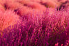 Red Slender Kochia Scoparia Seeds - Add a touch of drama and beauty to your outdoor space