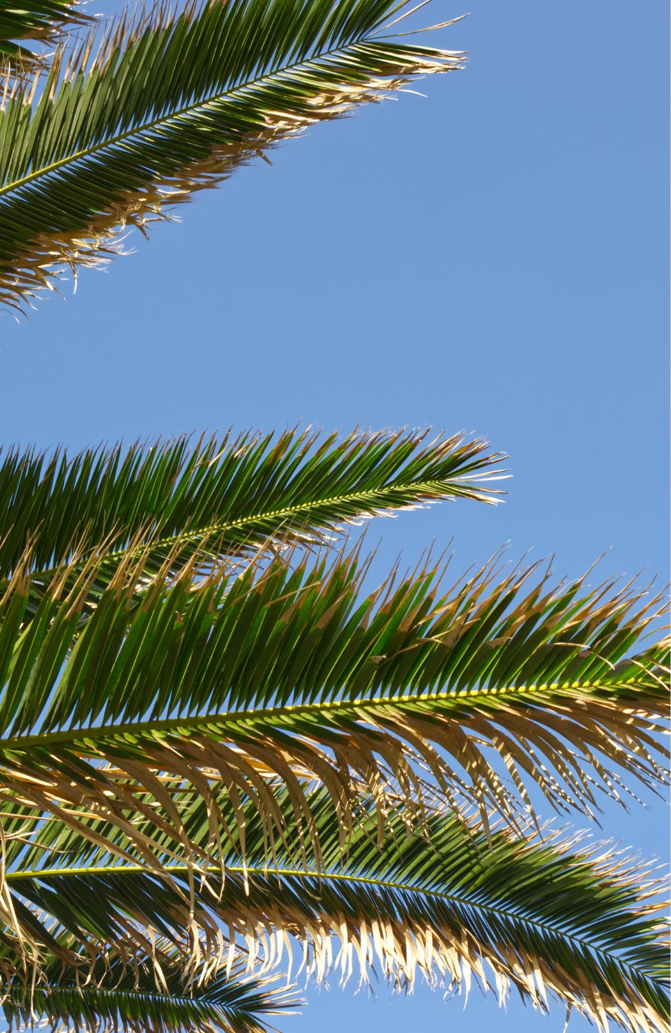 High-quality Phoenix canariensis seeds for sale - grow beautiful palm trees in your backyard. Order now for fast shipping and excellent customer service!