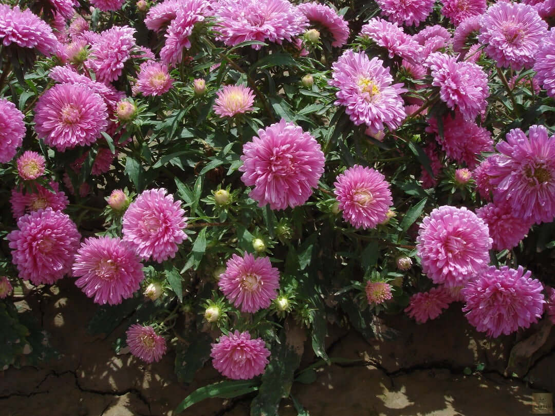 Vibrant Pink Aster Flower: Buy for Colorful Garden Displays