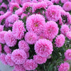 Afbeelding laden in galerijviewer, Plant Seeds Shop | Buy Pink Aster Flower Tall Seeds - Plant &amp; Growing 