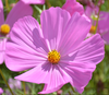 Shop Pink Cosmos Seeds - Add Elegance to Your Outdoor Space
