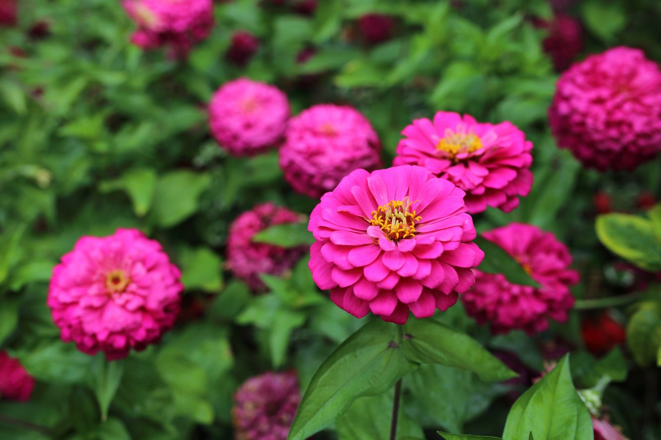 Premium Pink Luminosa Zinnia Seeds - Start a flourishing garden with these high-quality pink flower seeds
