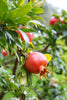 Indlæs billede i gallerifremviser, Plant Seeds Shop | Pomegranate Seeds | Get Organic, Heirloom Seeds