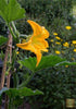 Indlæs billede i gallerifremviser, Buy Sunstripe Courgette Seeds: Golden Delights at Your Fingertips