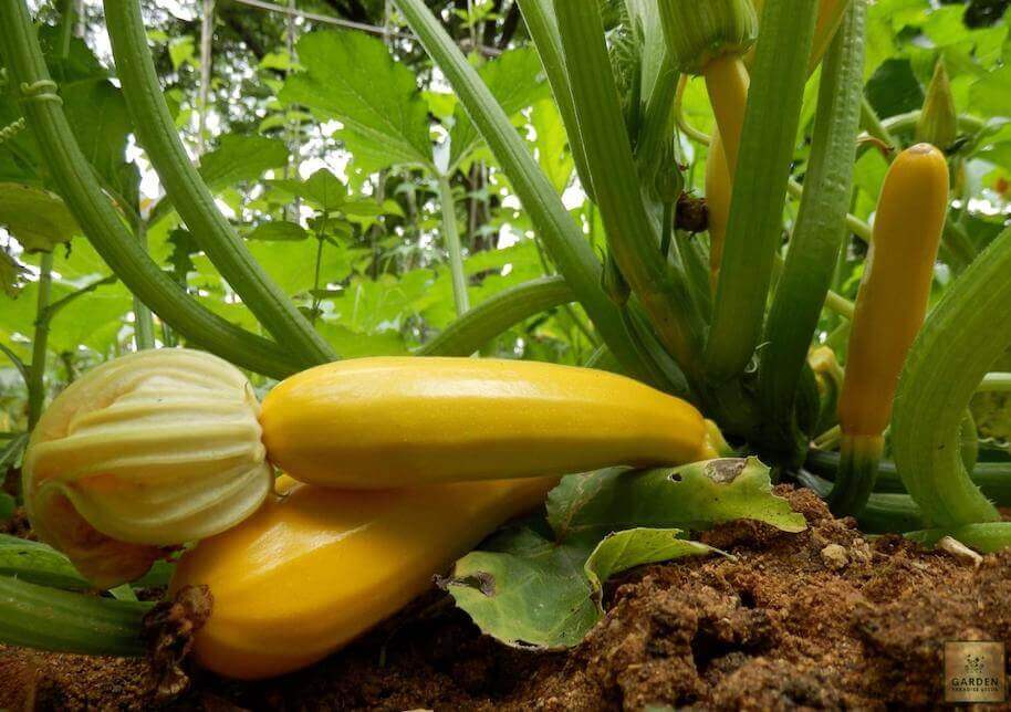 Purchase Sunstripe Courgette Seeds: Grow Vibrant Golden Zucchini