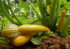 Purchase Sunstripe Courgette Seeds: Grow Vibrant Golden Zucchini