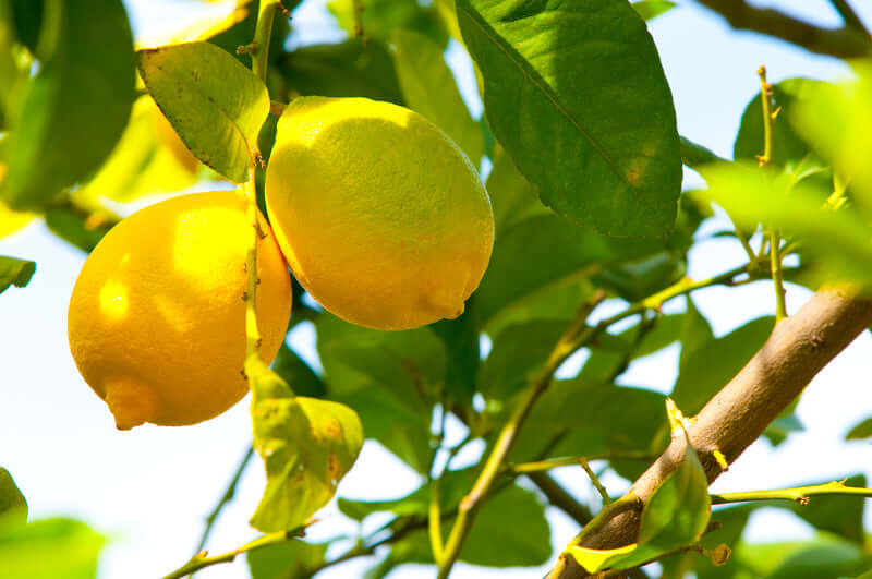 Get Lemon Tree Seeds - Tangy and Refreshing!