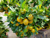 Shop Lemon Tree Seeds - Grow Your Own Citrus Paradise 