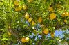 Plant Lemon Tree Seeds - Zesty Citrus Delight