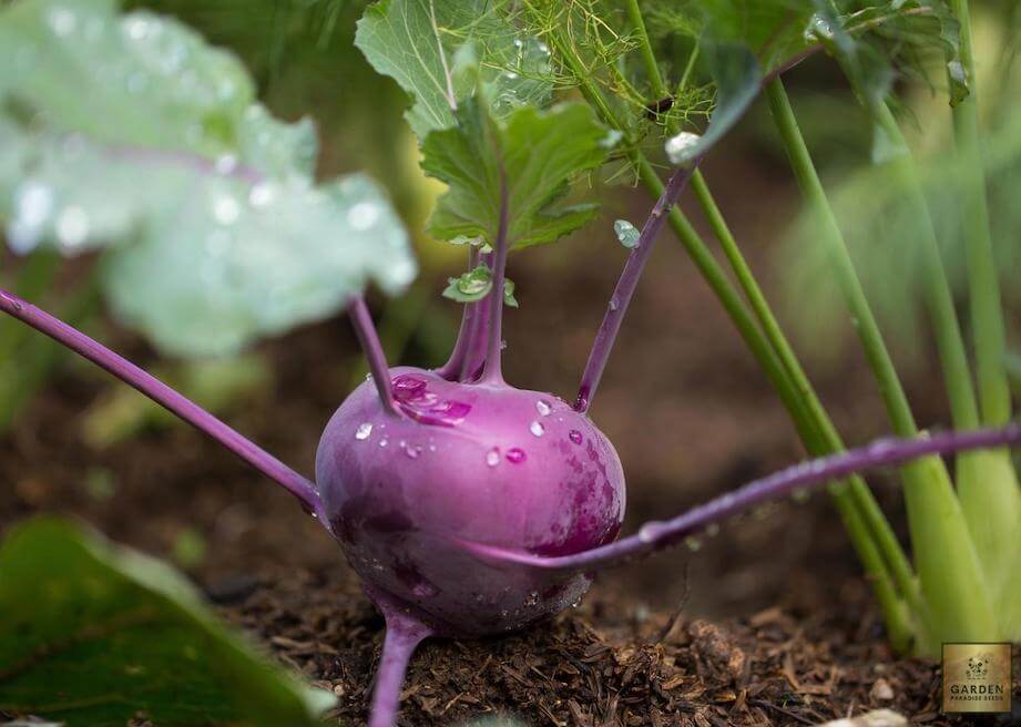 Buy Purple Kohlrabi Seeds: Vibrant and Nutritious Garden Gem