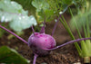 Carica l&#39;immagine nel visualizzatore Galleria, Buy Purple Kohlrabi Seeds: Vibrant and Nutritious Garden Gem