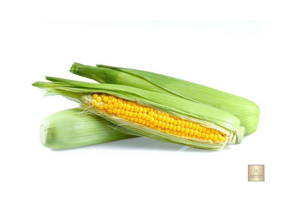 Buy Golden Eagle Sweetcorn Seeds Online | Grow Your Own Flavorful Corn 