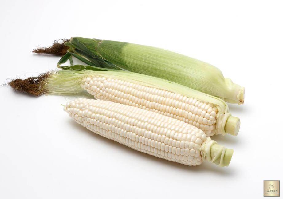 Start Your Garden with White Lady F1 Sweetcorn Seeds | Enjoy Superior Quality and Taste