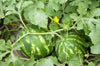 Buy Watermelon Seeds Online - Juicy and Sweet Varieties