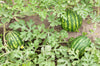 Premium Watermelon Seeds for Sale - Savor the Taste of Summer