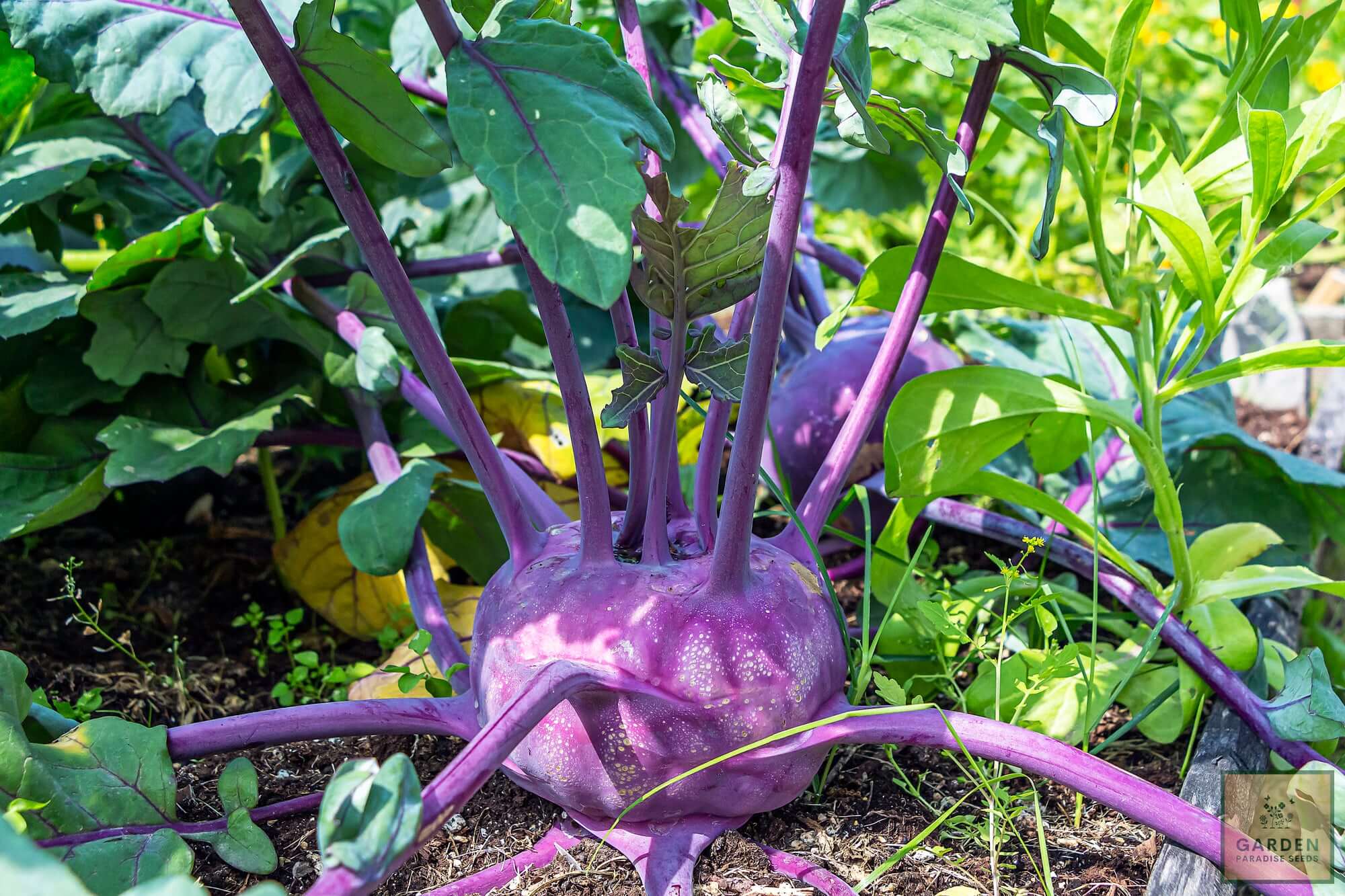 Buy Purple Kohlrabi Seeds: Vibrant and Nutritious Garden Gem"
