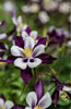 Load image into Gallery viewer, Purple Light Aquilegia Viridiflora Seeds - Vibrant purple blooms for your garde