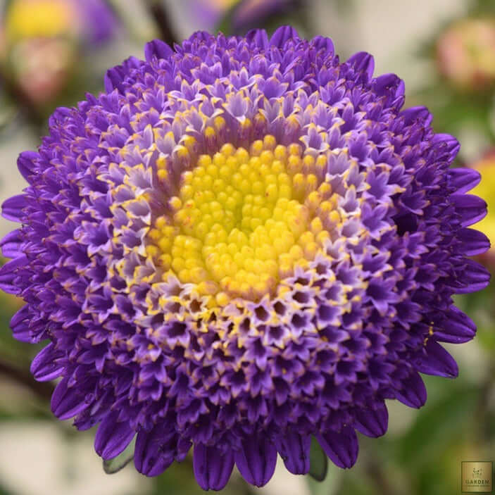 Get Purple Aster Seeds - Cultivate Gorgeous and Vibrant Flowers
