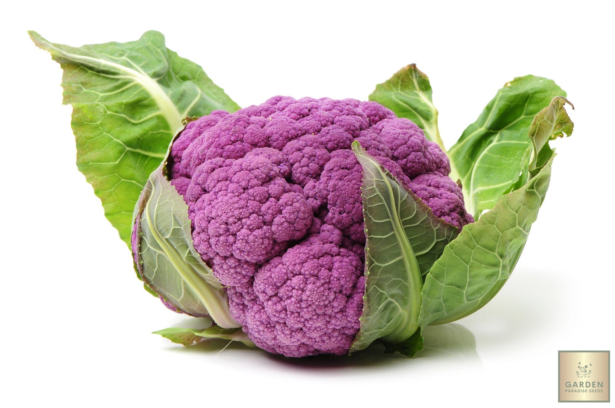 Buy Purple Cauliflower Seeds Online - Vibrant Additions to Your Garden