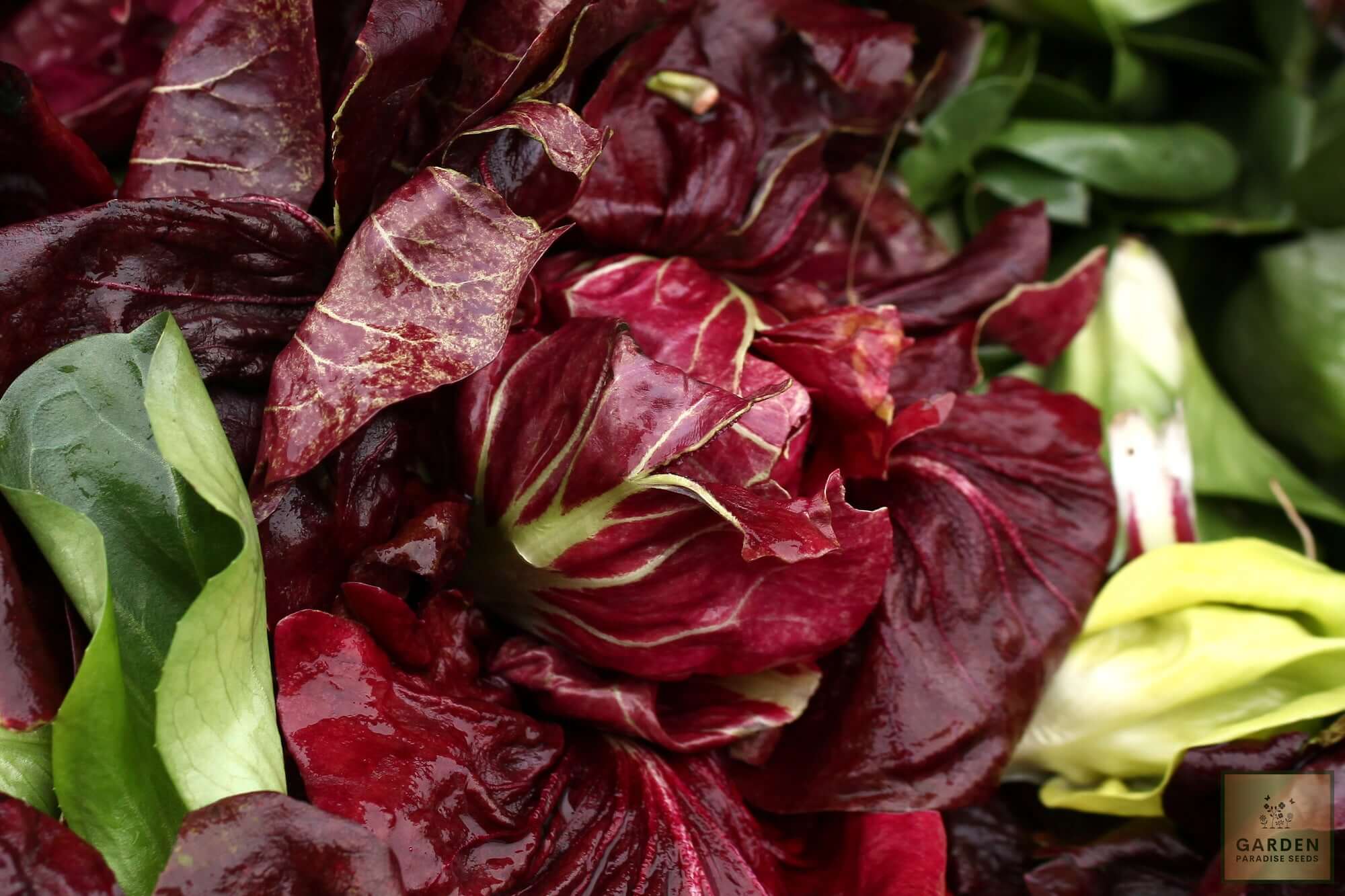 Plant Seeds Shop | Buy Purple Romaine Lettuce Seeds - Cultivation