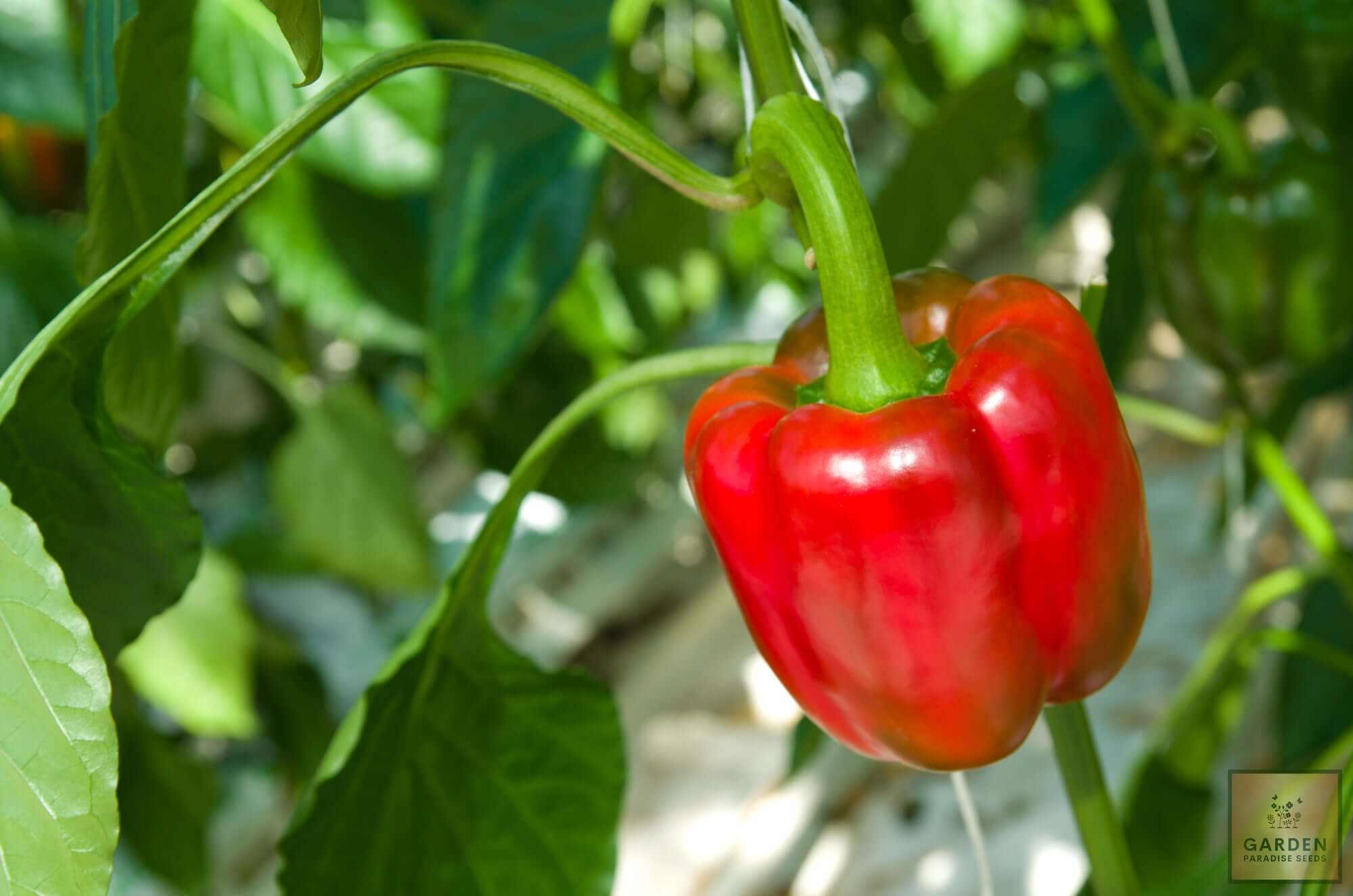 Plant Seeds Shop | Buy Red Bell Pepper Seeds | Plant & Growing Guide