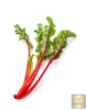 Enhance Your Garden Palette: Buy Red Swiss Chard Seeds Online