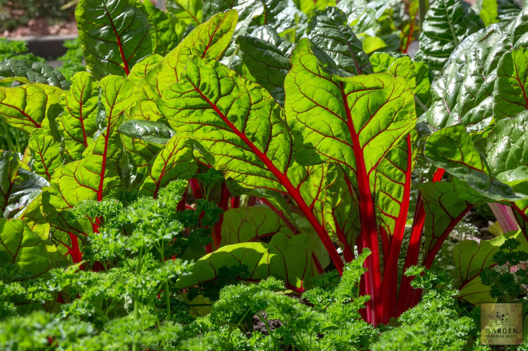 Get Red Swiss Chard Seeds for Colorful Harvests