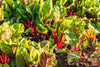 Purchase Red Swiss Chard Seeds for Stunning Displays