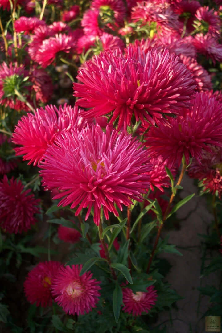 Red aster new arrivals