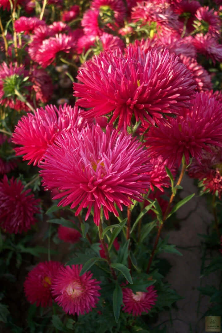 Vibrant Red Aster Seeds for Sale - Order Your Garden Must-Have!