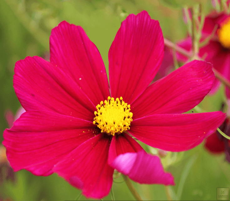 Get Your Red Cosmos Dwarf Seeds - Grow Stunning Flower Beds