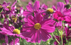 Buy Vibrant Red Cosmos Flower Seeds - Create a Blooming Paradise!