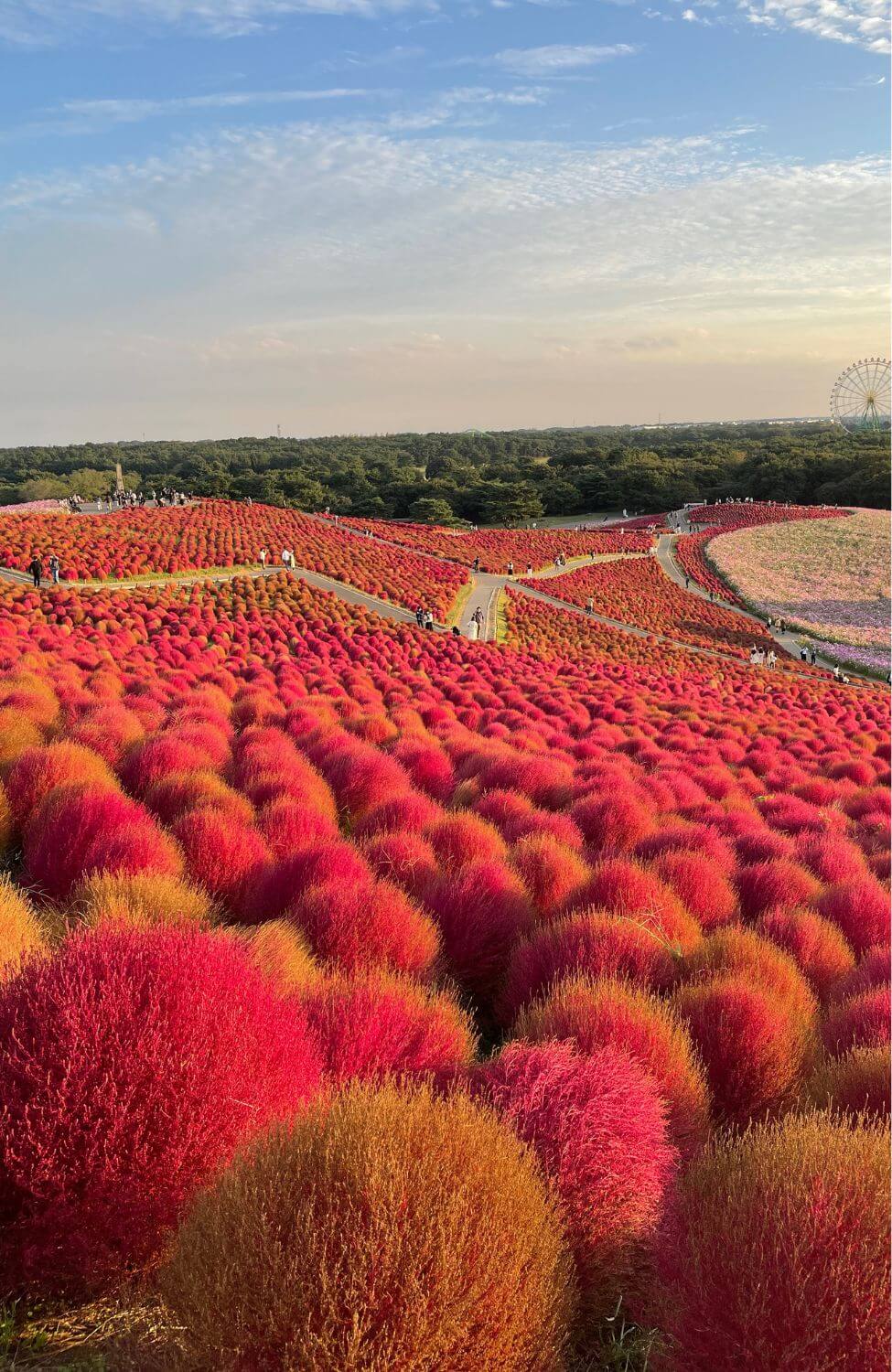 Red Slender Kochia Scoparia Seeds - Grow captivating red foliage for a striking garden display