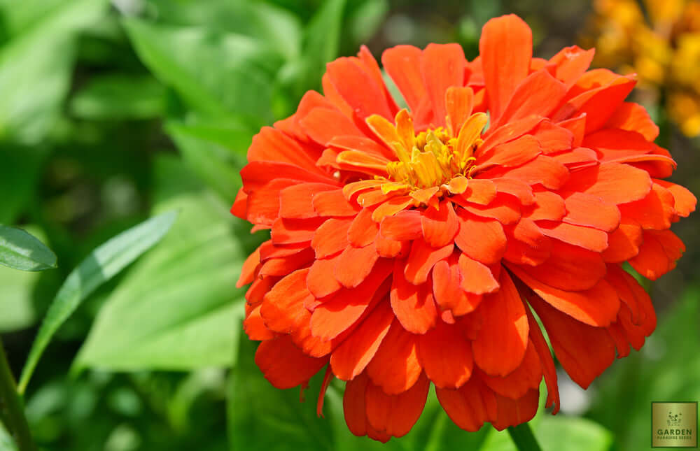 Order Now Red Zinnia Elegans Seeds | Grow Your Own Flower Paradise 