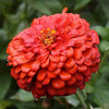 Buy Online Fresh Red Zinnia Elegans Seeds | Flower Seeds