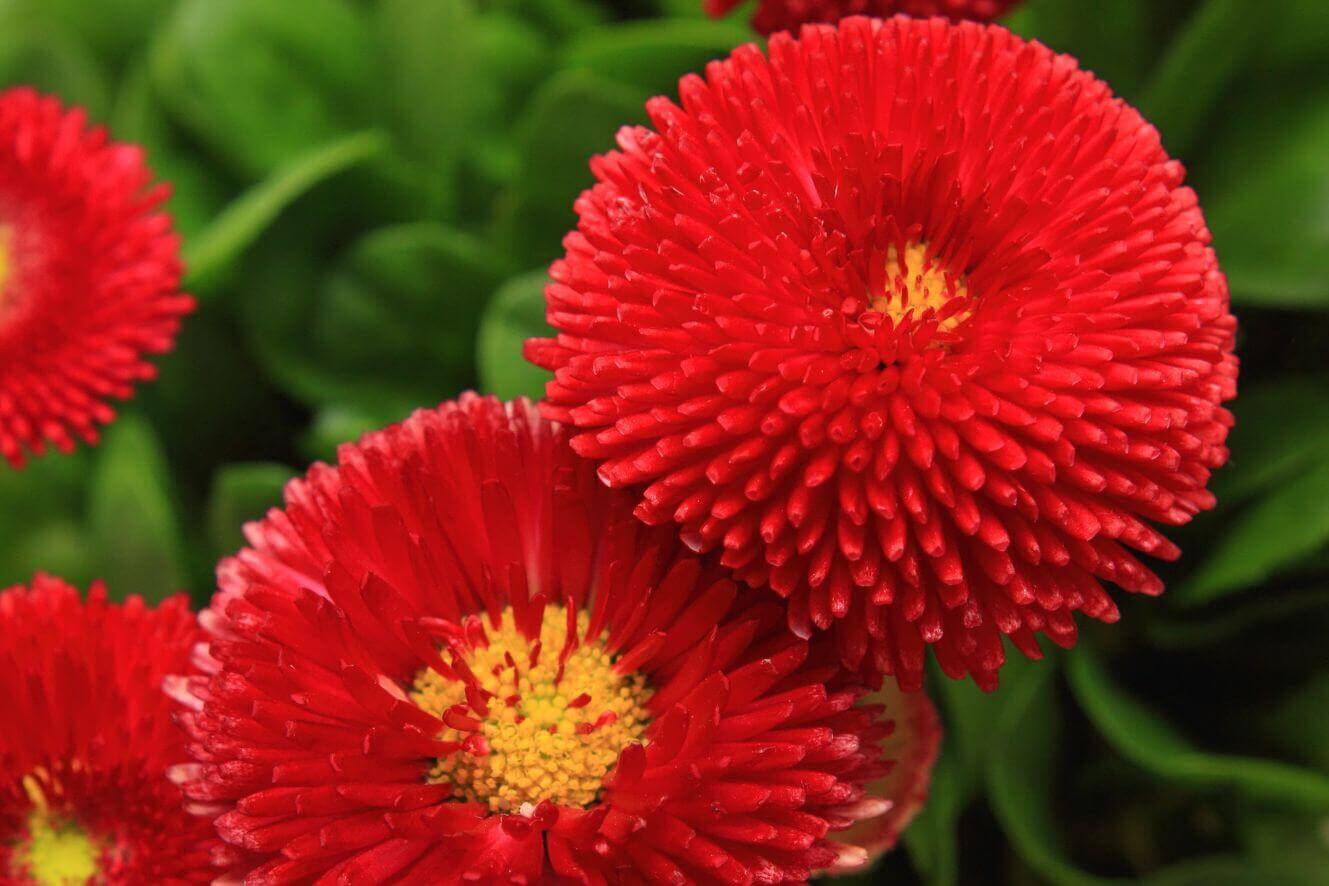 Red English Daisy Seeds - Cultivate a carpet of vibrant red blossoms in your garden
