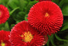 Indlæs billede i gallerifremviser, Red English Daisy Seeds - Cultivate a carpet of vibrant red blossoms in your garden