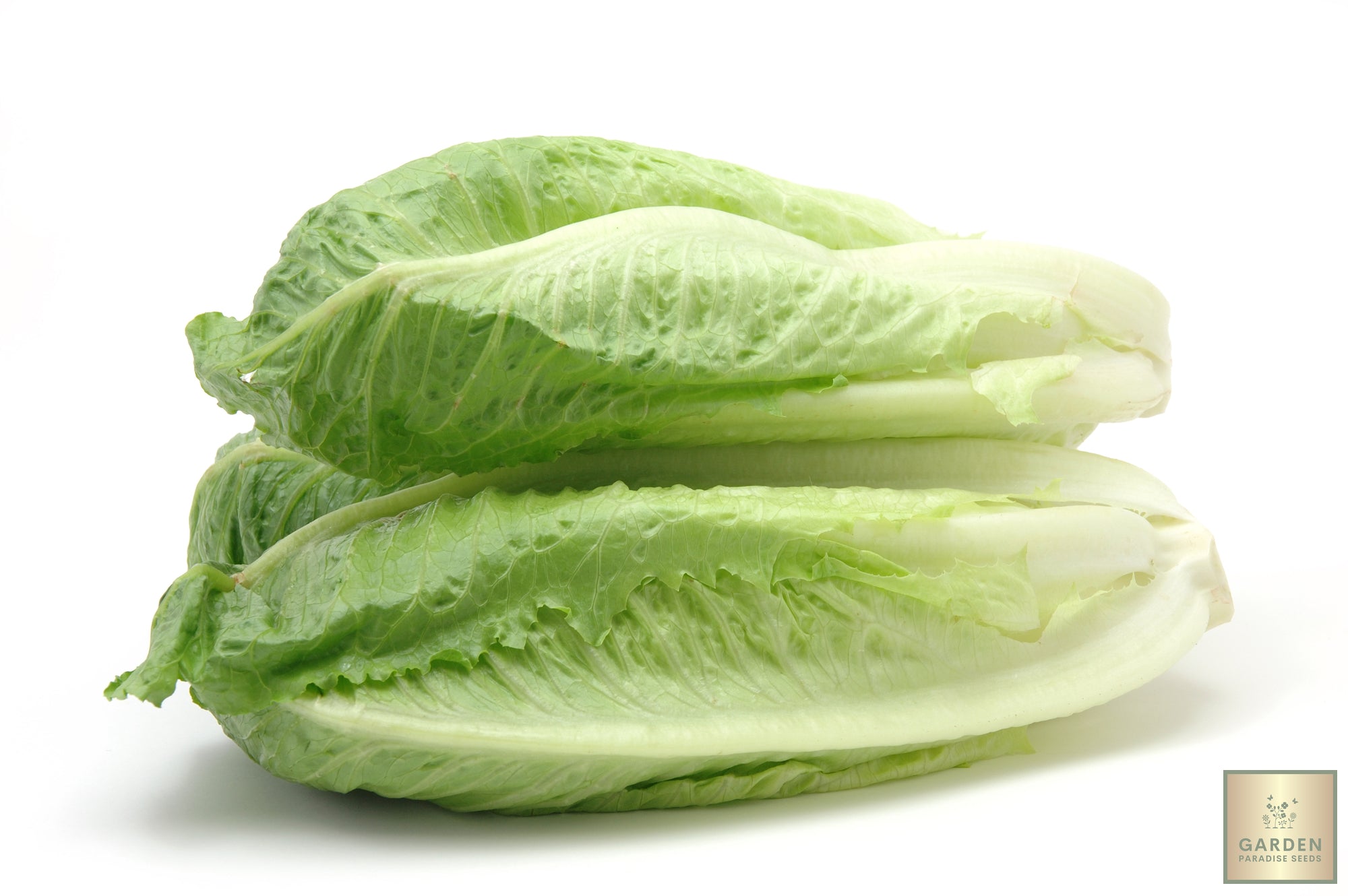 Crisp & Fresh Green Romaine Lettuce Seeds - Grow flavorful and nutritious lettuce in your garden