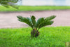 Buy Sago Palm Seeds - Create a Lush Paradise