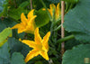 Carica l&#39;immagine nel visualizzatore Galleria, Get Your Sunstripe Courgette Seeds: Start Your Golden Garden Journey