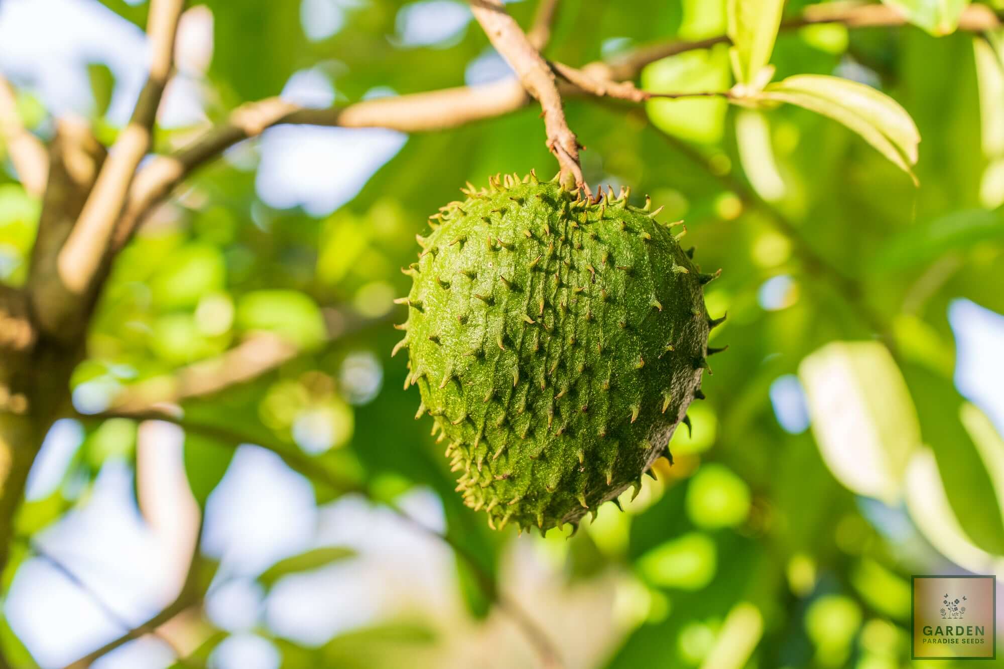 Tropical Fruit Bliss: Buy Guanabana Soursop for Exquisite Flavors