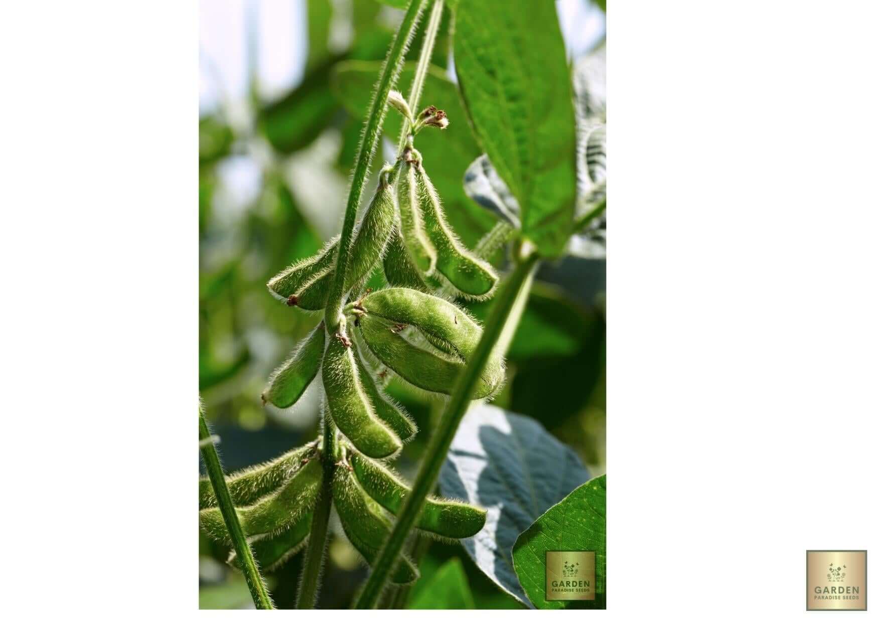 Homegrown Goodness: Get Soybean Seeds for Nutritious and Delicious Meals