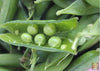 Load image into Gallery viewer, Plant-Based Goodness: Purchase Soybean Seeds for Wholesome Cuisine