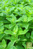 Get Your Spearmint Herb Seeds Today - Start Growing Fresh Mind