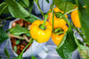 Get Sweet Yellow Bell Pepper Seeds - Vibrant and Delicious