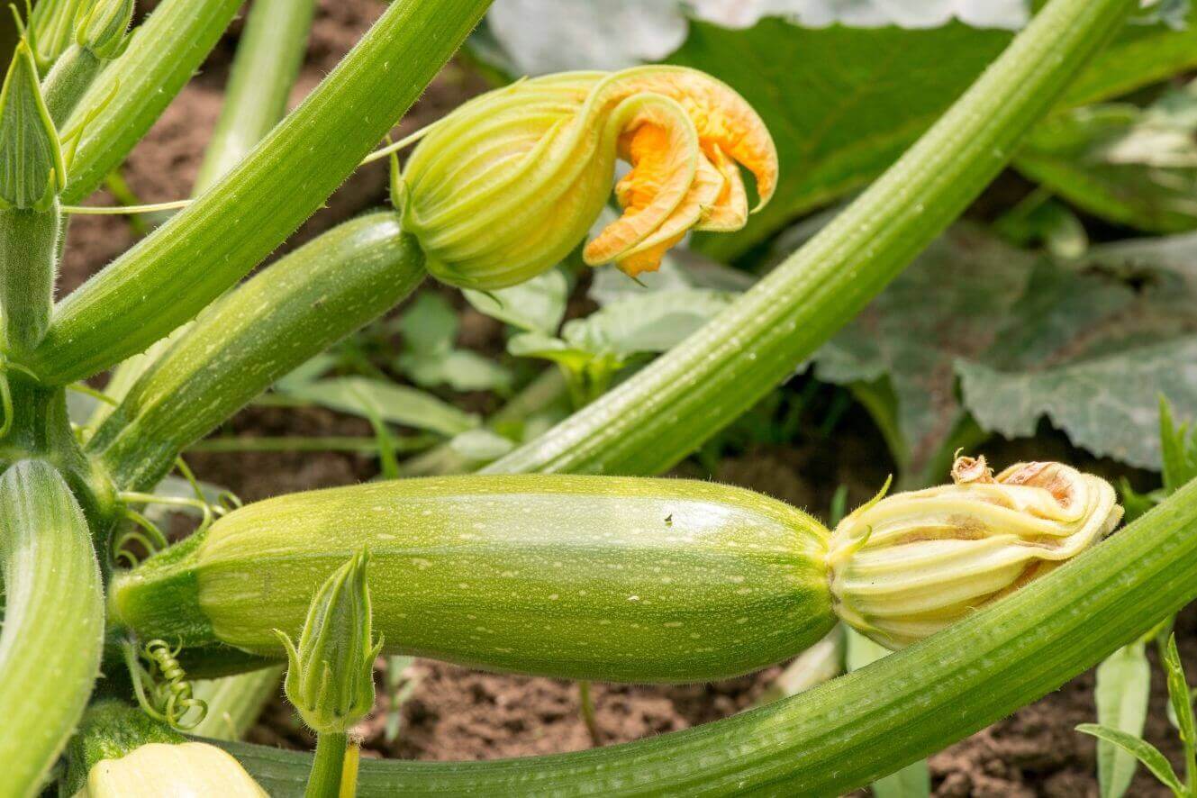 Organic Zucchini Seeds - Grow your own delicious and nutritious zucchinis