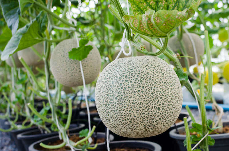 Experience Nature's Bounty: Purchase Cantaloupe Seeds Online